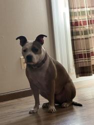 Reunited Female Dog last seen Redwood Rd and Birchwood, Derby, KS 67037