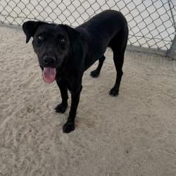 Shelter Stray Female Dog last seen Near BLOCK TAYLOR RD, THOUSAND PALMS CA 92276, 72050 Pet Land Pl, Thousand Palms, CA 92276, USA