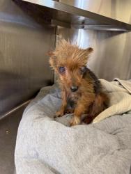 Shelter Stray Female Dog last seen EMPLOYEE PARKINGLOT, 130 Beyer Way, Chula Vista, CA 91911, USA