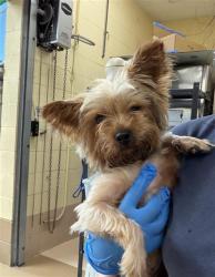 Shelter Stray Male Dog last seen IN SHELTER, 130 Beyer Way, Chula Vista, CA 91911, USA