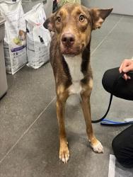 Shelter Stray Male Dog last seen STUCKEY LOOP/HWY 50 GROVELAND, 12280 County Rd 448, Tavares, FL 32778, USA