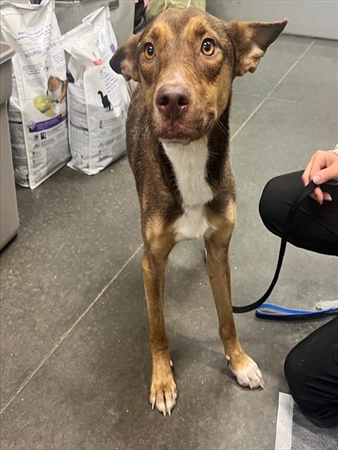 Shelter Stray Male Dog last seen STUCKEY LOOP/HWY 50 GROVELAND, 12280 County Rd 448, Tavares, FL 32778, USA