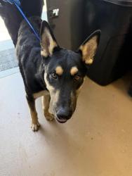 Shelter Stray Male Dog last seen PALOMAR ST AND THIRD AVE, 130 Beyer Way, Chula Vista, CA 91911, USA