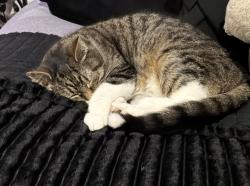Lost Female Cat last seen by bellair park, Indianapolis, IN 46221