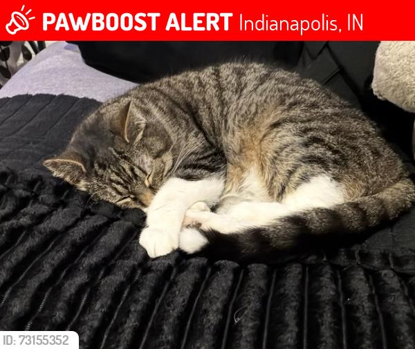 Lost Female Cat last seen by bellair park, Indianapolis, IN 46221