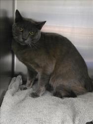 Shelter Stray Unknown Cat last seen , 11361 W Pico Blvd, Los Angeles, CA 90064, USA