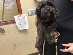 Shelter Stray Female Dog last seen MLK DR - UNKNOWN CROSS STREET, 3839 W Burnham St, West Milwaukee, WI 53215, USA