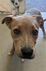 Shelter Stray Female Dog last seen S K ST & S HILLCREST AVE, SAN BERNARDINO, CA, 92410, USA, 333 Chandler Pl, San Bernardino, CA 92408, USA