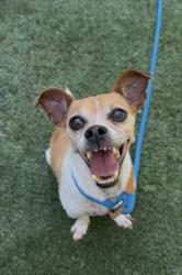 Shelter Stray Male Dog last seen , West Valley Animal Shelter, 20655 Plummer St, Chatsworth, CA 91311, USA