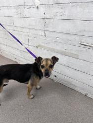 Shelter Stray Male Dog last seen ROCKFORD AVE X VAL MAR CIRCLE, 333 Chandler Pl, San Bernardino, CA 92408, USA
