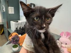 Shelter Stray Female Cat last seen , West Valley Animal Shelter, 20655 Plummer St, Chatsworth, CA 91311, USA