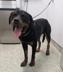 Shelter Stray Male Dog last seen Near BLOCK MANOR, DETROIT MI 48204, 7401 Chrysler Dr, Detroit, MI 48211, USA