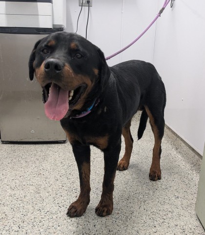 Shelter Stray Male Dog last seen Near BLOCK MANOR, DETROIT MI 48204, 7401 Chrysler Dr, Detroit, MI 48211, USA