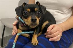 Shelter Stray Female Dog last seen , 2080 S Quebec St, Denver, CO 80231, USA