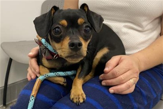 Shelter Stray Female Dog last seen , 2080 S Quebec St, Denver, CO 80231, USA