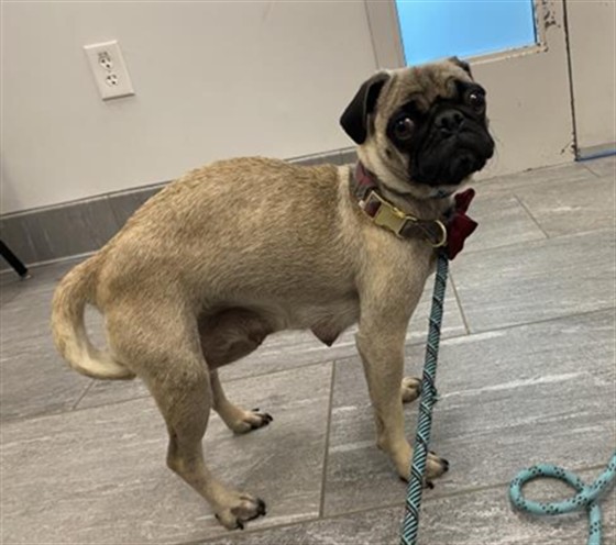 Shelter Stray Female Dog last seen , 2080 S Quebec St, Denver, CO 80231, USA