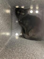 Shelter Stray Unknown Cat last seen CASTLE PARK MHC, 4556 Castleton Ct, Castle Rock, CO 80109, USA