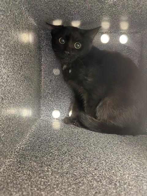 Shelter Stray Unknown Cat last seen CASTLE PARK MHC, 4556 Castleton Ct, Castle Rock, CO 80109, USA