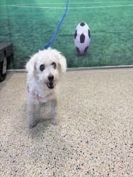 Shelter Stray Female Dog last seen Near BLOCK NW 85 TER, 3599 NW 79th Ave, Doral, FL 33122, USA