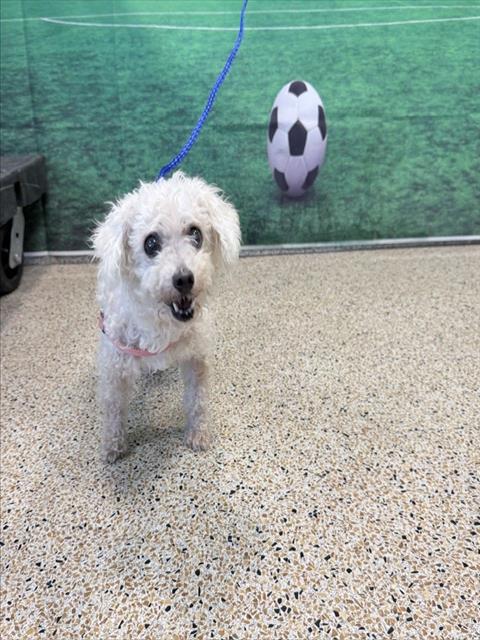 Shelter Stray Female Dog last seen Near BLOCK NW 85 TER, 3599 NW 79th Ave, Doral, FL 33122, USA