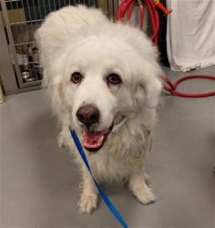 Shelter Stray Female Dog last seen Near BLOCK BRENTWOOD WAY, HEMET CA 92545, 581 S Grand Ave, San Jacinto, CA 92582, USA