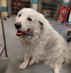 Shelter Stray Male Dog last seen Near BLOCK BRENTWOOD WAY, HEMET CA 92545, 581 S Grand Ave, San Jacinto, CA 92582, USA