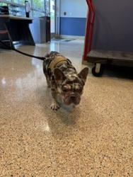 Shelter Stray Male Dog last seen Near BLOCK SW 75 CT, 3599 NW 79th Ave, Doral, FL 33122, USA