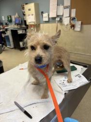 Shelter Stray Male Dog last seen Near BLOCK OUTBACK LN, WINCHESTER CA 92596, 6851 Van Buren Boulevard, Jurupa Valley, CA 92509, USA