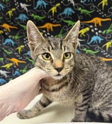 Shelter Stray Male Cat last seen Near BLOCK NIAGARA DR, JURUPA VALLEY CA 91752, 6851 Van Buren Boulevard, Jurupa Valley, CA 92509, USA