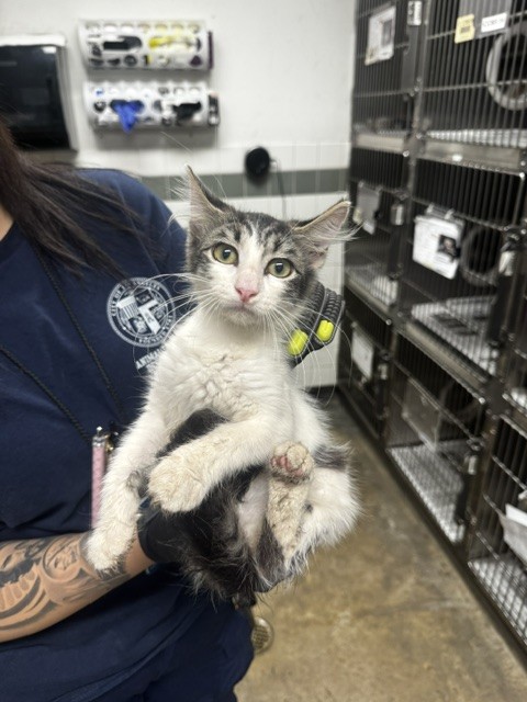 Shelter Stray Female Cat last seen , 14409 Vanowen St, Van Nuys, CA 91405, USA