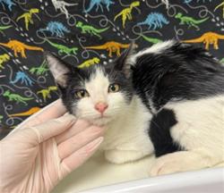 Shelter Stray Male Cat last seen Near BLOCK NIAGARA DR, JURUPA VALLEY CA 91752, 6851 Van Buren Boulevard, Jurupa Valley, CA 92509, USA