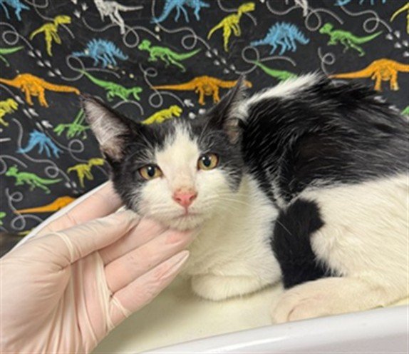 Shelter Stray Male Cat last seen Near BLOCK NIAGARA DR, JURUPA VALLEY CA 91752, 6851 Van Buren Boulevard, Jurupa Valley, CA 92509, USA