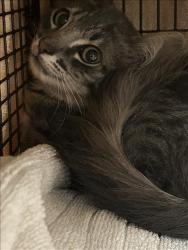 Shelter Stray Female Cat last seen , 14409 Vanowen St, Van Nuys, CA 91405, USA