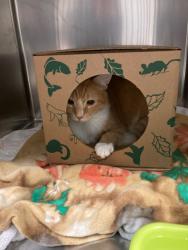 Shelter Stray Male Cat last seen POE AVE,63114, 10521 Baur Blvd, Olivette, MO 63132, USA