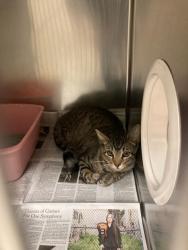 Shelter Stray Female Cat last seen POE AVE,63114, 10521 Baur Blvd, Olivette, MO 63132, USA