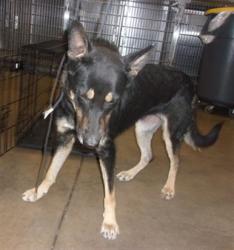 Shelter Stray Female Dog last seen , 14409 Vanowen St, Van Nuys, CA 91405, USA