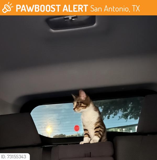 Found/Stray Male Cat last seen Sidney Brooks St, San Antonio, TX 78235