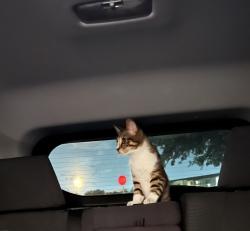 Found/Stray Male Cat last seen Sidney Brooks St, San Antonio, TX 78235