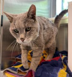 Shelter Stray Male Cat last seen 138TH AND GAYLORD, 12155 Park Blvd, Brighton, CO 80601, USA