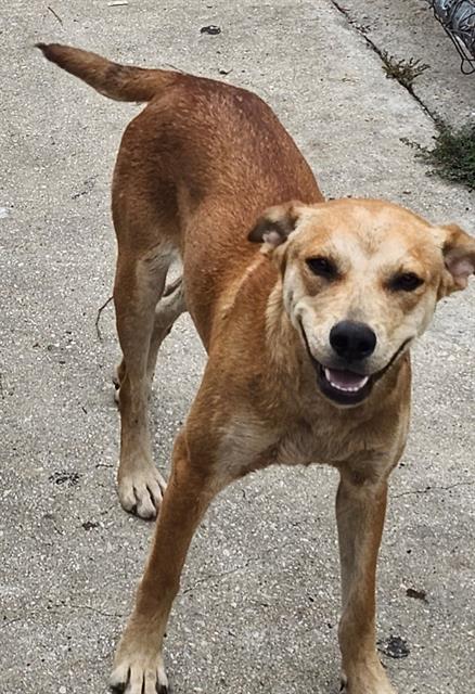 Shelter Stray Male Dog last seen Near BLOCK OBREGON, 4710 TX-151, San Antonio, TX 78227, USA