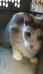 Shelter Stray Unknown Cat last seen Near BLOCK S DEXEL PL, 2811 SE 29th St, Oklahoma City, OK 73129, USA