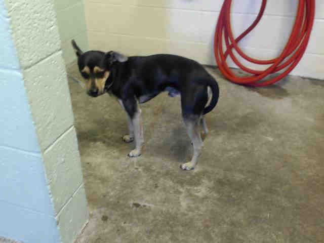 Shelter Stray Male Dog last seen RAMONA AVE & POWER INN RD, 2127 Front St, Sacramento, CA 95818, USA