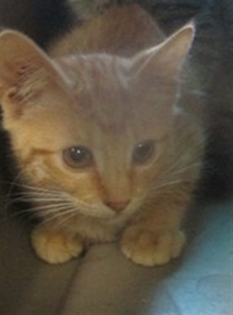 Shelter Stray Female Cat last seen Near BLOCK S DEXEL PL, 2811 SE 29th St, Oklahoma City, OK 73129, USA