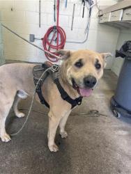 Shelter Stray Male Dog last seen RAMONA AVE & POWER INN RD, 2127 Front St, Sacramento, CA 95818, USA