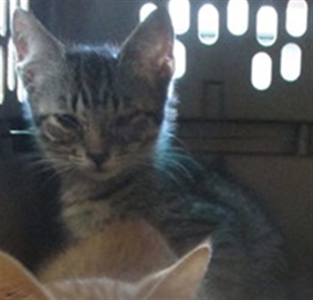 Shelter Stray Male Cat last seen Near BLOCK S DEXEL PL, 2811 SE 29th St, Oklahoma City, OK 73129, USA