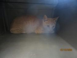 Shelter Stray Female Cat last seen Near BLOCK S DEXEL PL, 2811 SE 29th St, Oklahoma City, OK 73129, USA