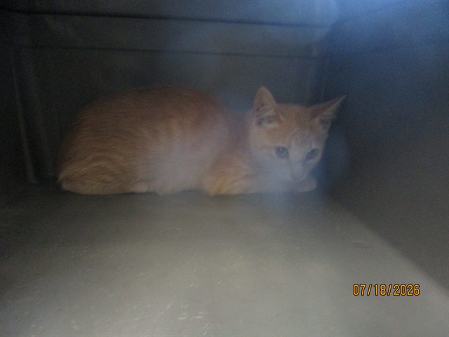 Shelter Stray Female Cat last seen Near BLOCK S DEXEL PL, 2811 SE 29th St, Oklahoma City, OK 73129, USA