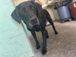Shelter Stray Male Dog last seen RAMONA AVE & POWER INN RD, 2127 Front St, Sacramento, CA 95818, USA