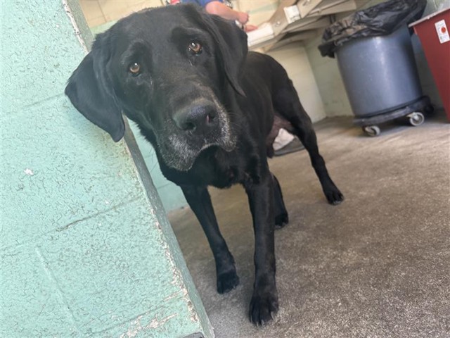 Shelter Stray Male Dog last seen RAMONA AVE & POWER INN RD, 2127 Front St, Sacramento, CA 95818, USA