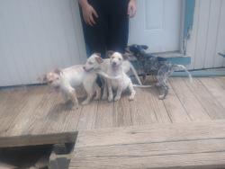 Found/Stray Unknown Dog last seen Page road, shepherd,tx, Shepherd, TX 77371